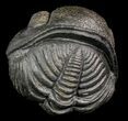 Large, Perfectly Enrolled Pedinopariops Trilobite - wide! #46340-3